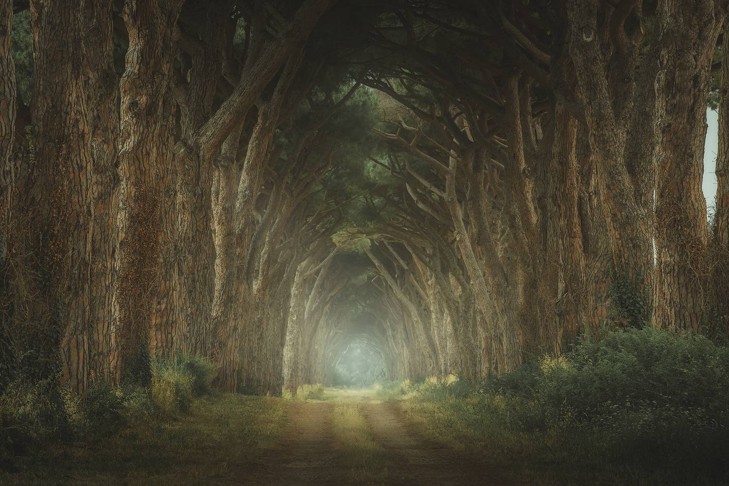 , de Franzoni Thomas