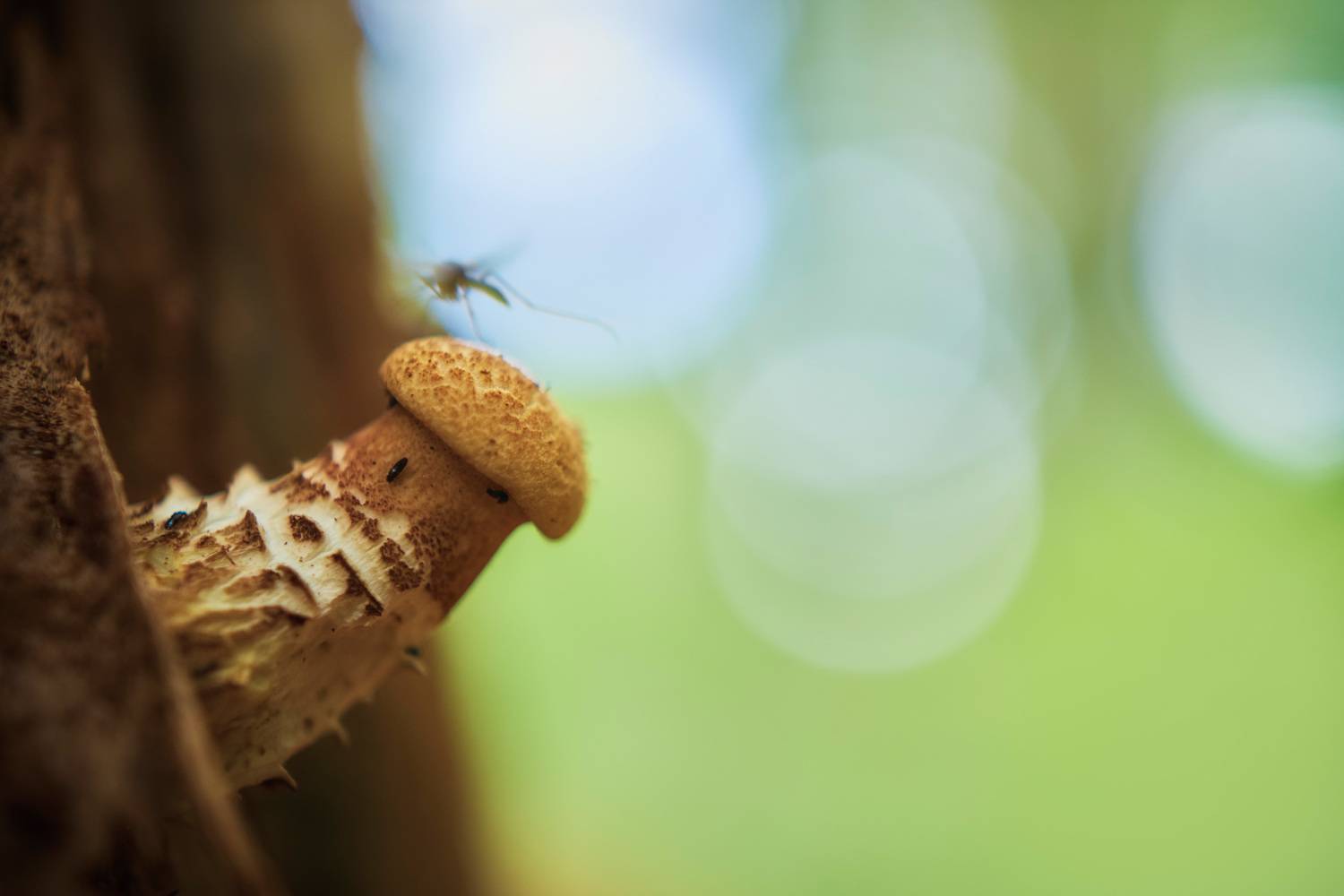 , Валерий Вождаев