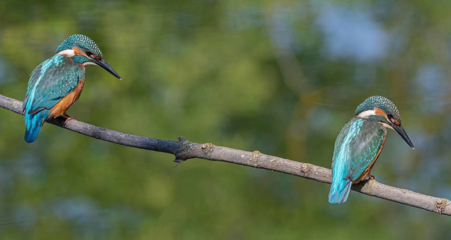 птицы, зимородок, лето, весна, фотоохота, природа, Сигушин Руслан