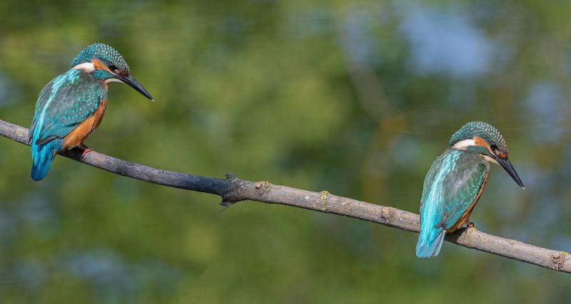 птицы, зимородок, лето, весна, фотоохота, природа Юные охотники фото превью