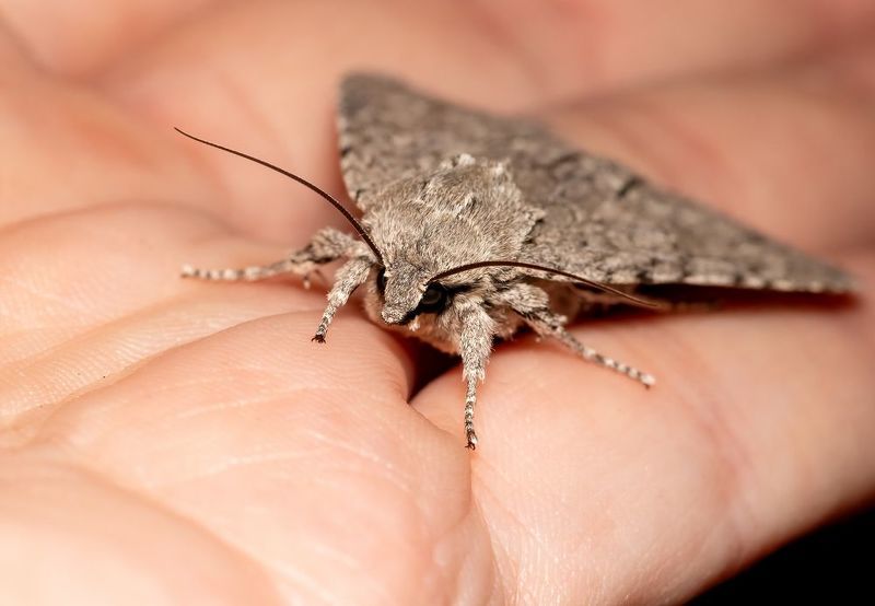 макрофото, макрофотографии, фотомакро, насекомые, макромир, макрофотограф, макроаддикт, макро_мир, naturelovers, naturelover, naturephotography, macrolove, macro_love, biodiversity, macrophotography, macro, macronature, entomology, arthropods, arthropod,  Fragility фото превью