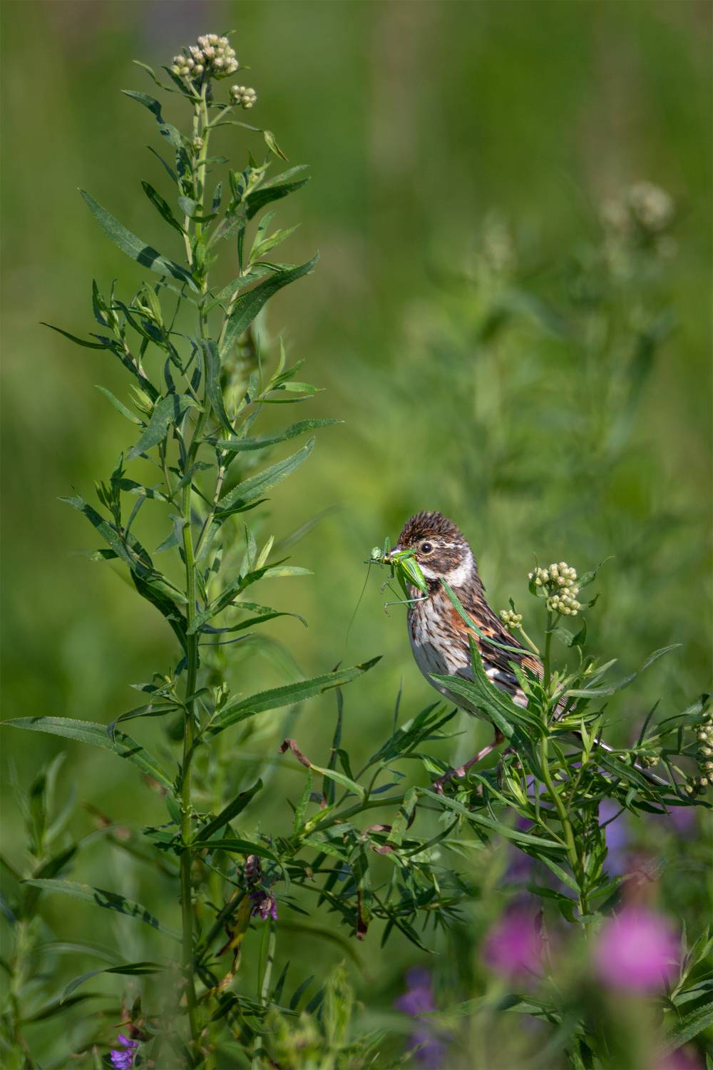 , Чудинин Дмитрий