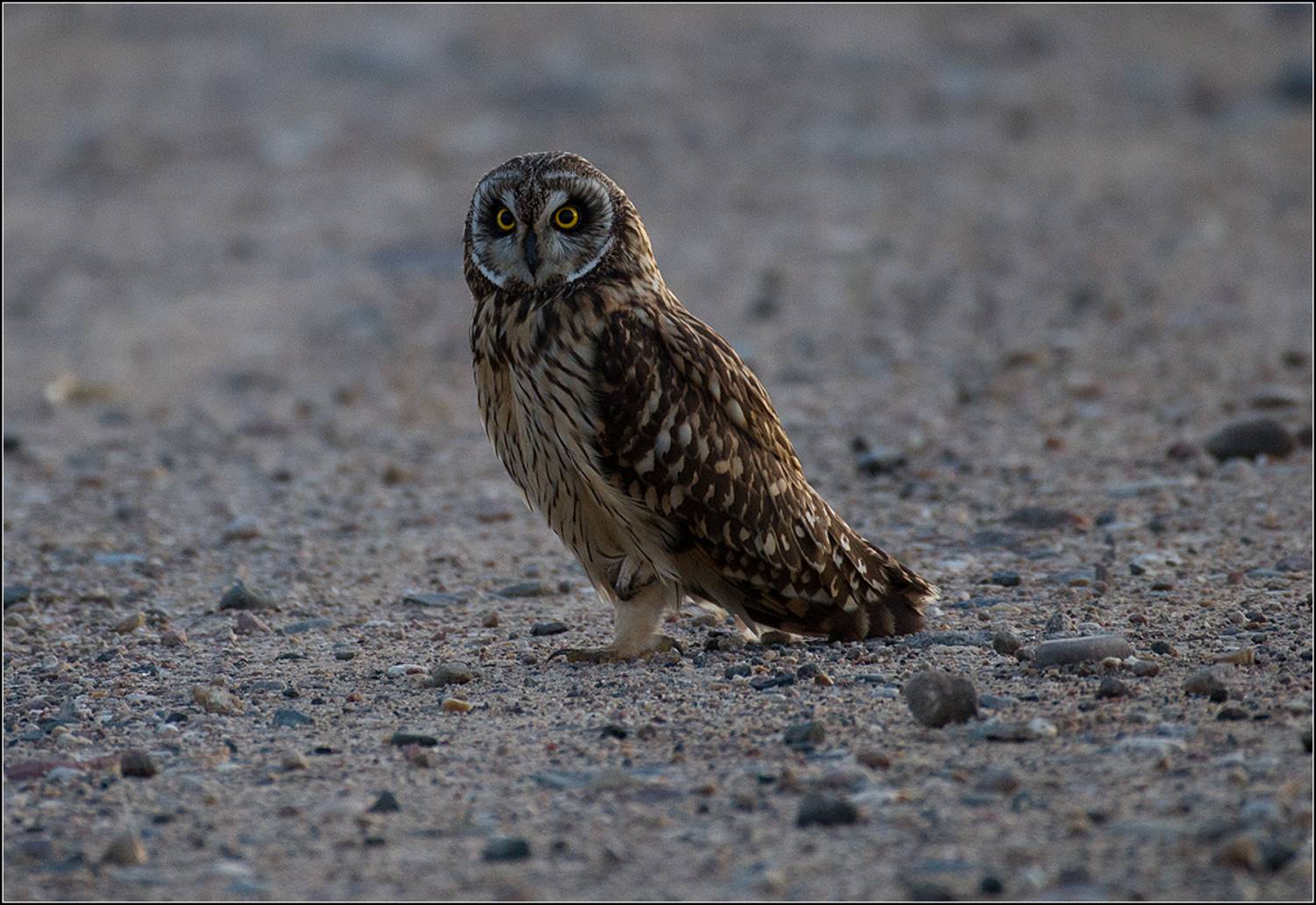 м.о. болотная сова, АНАТОЛИЙ ДОВЫДЕНКО