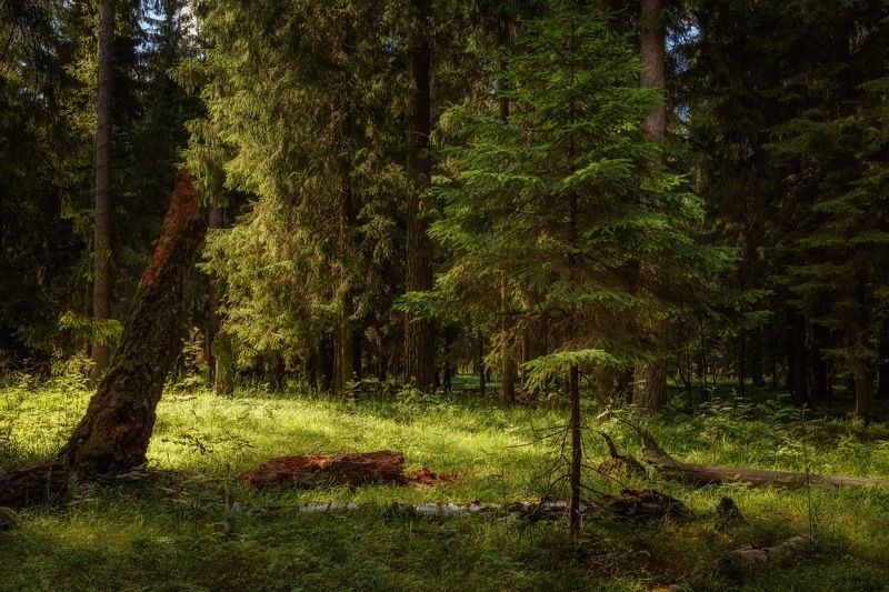 Солнечная поляна с упавшим деревом фото превью