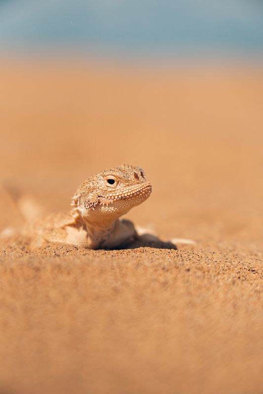 Обитатель песков фото превью