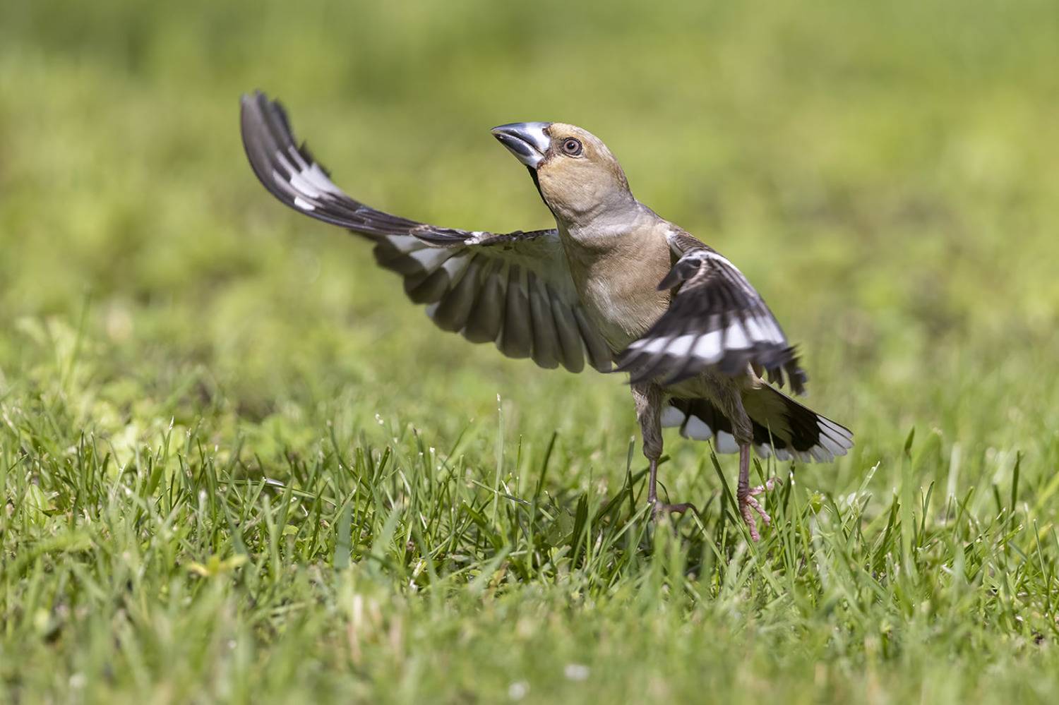 Птицы, Подмосковье, Елена Давыдова