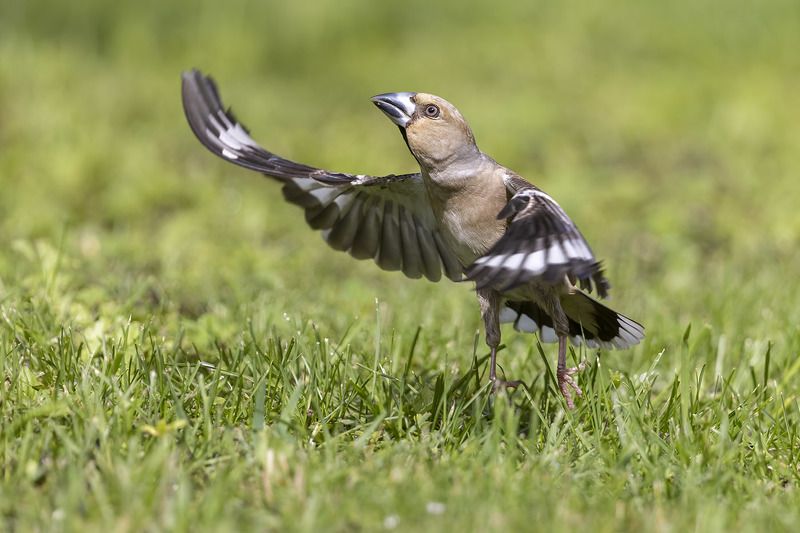 Птицы, Подмосковье На старт! фото превью