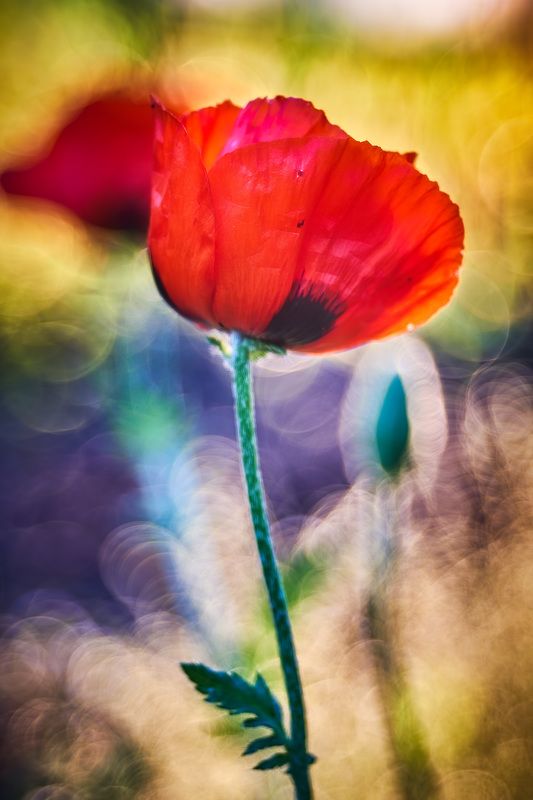 лето маки trioplan100/2.8  Краски лета фото превью