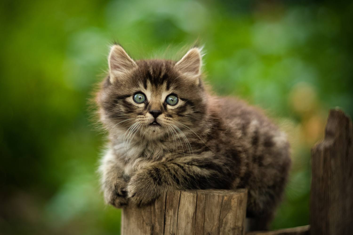 , Коротун Юрий