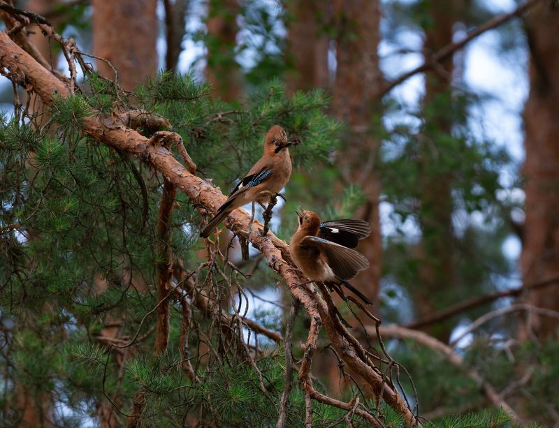 птицы, природа, лес, красота, сойки Выяснение отношений фото превью