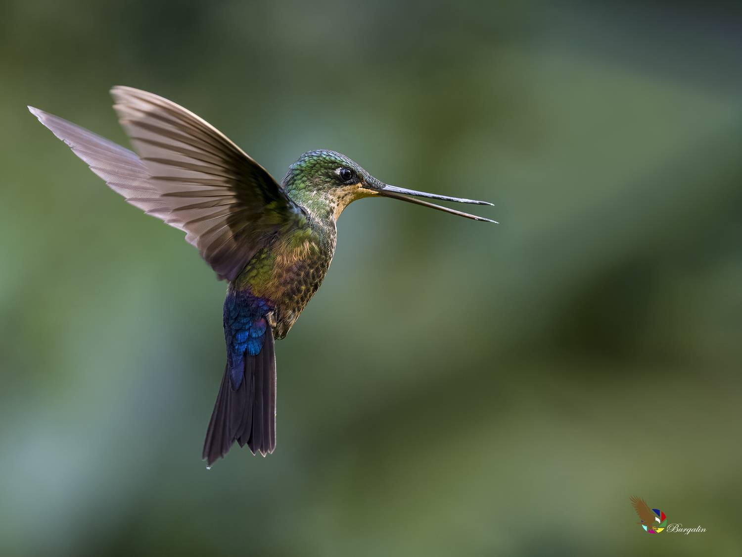 , Burgalin Sequeira Fernando