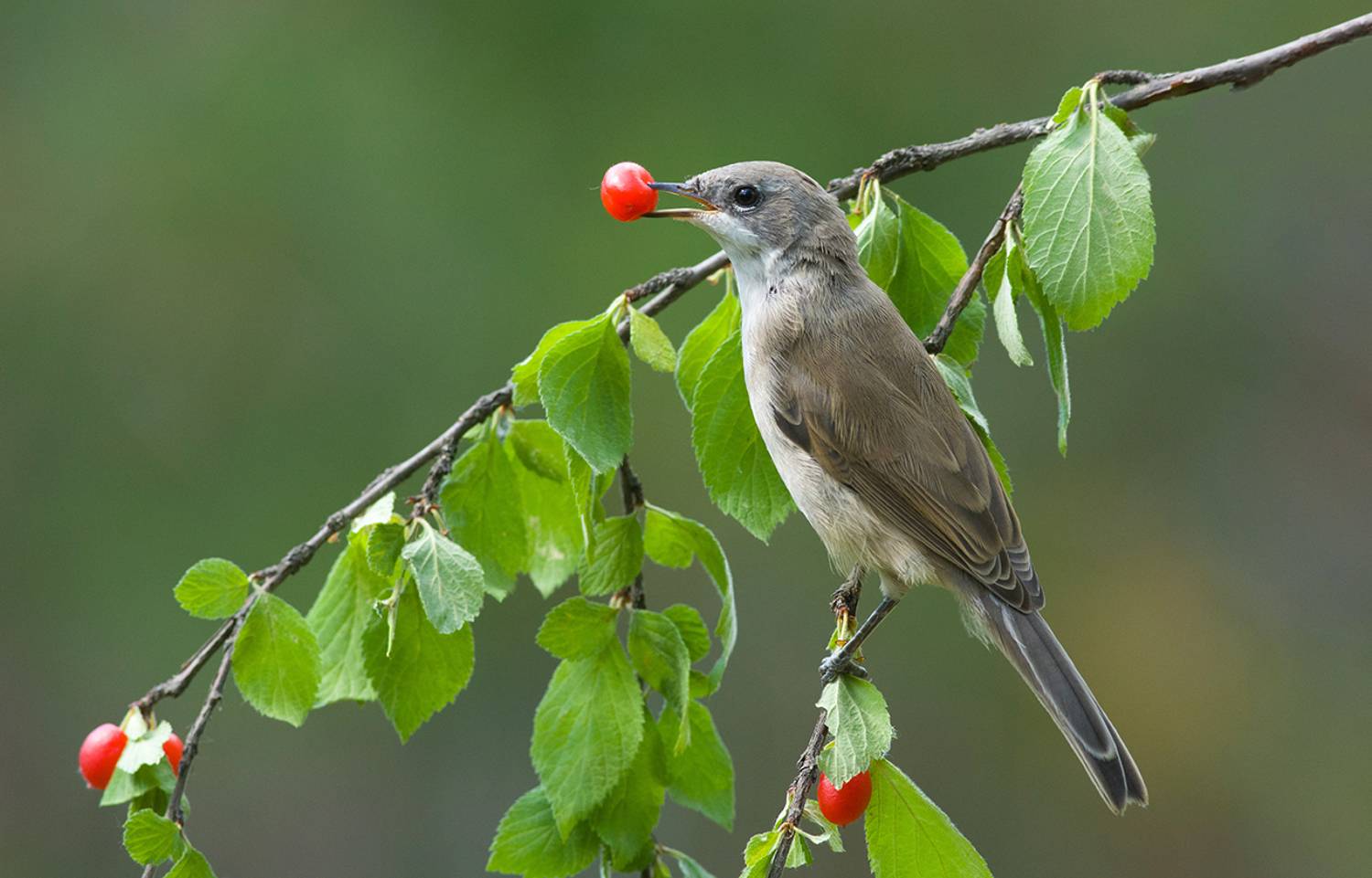славка мельничек,вишня томентоза,бор, Иван