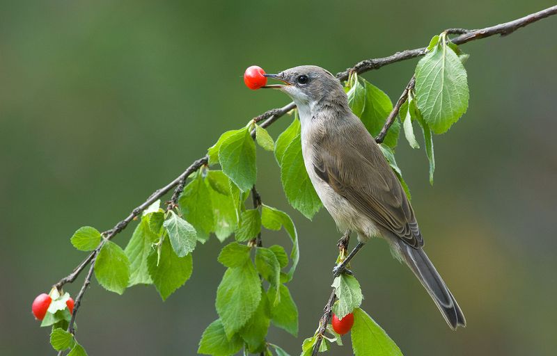 славка мельничек,вишня томентоза,бор Славкины ягоды фото превью