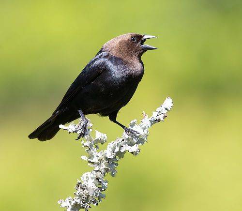 Brown-headed Cowbird - Буроголовый коровий трупиал