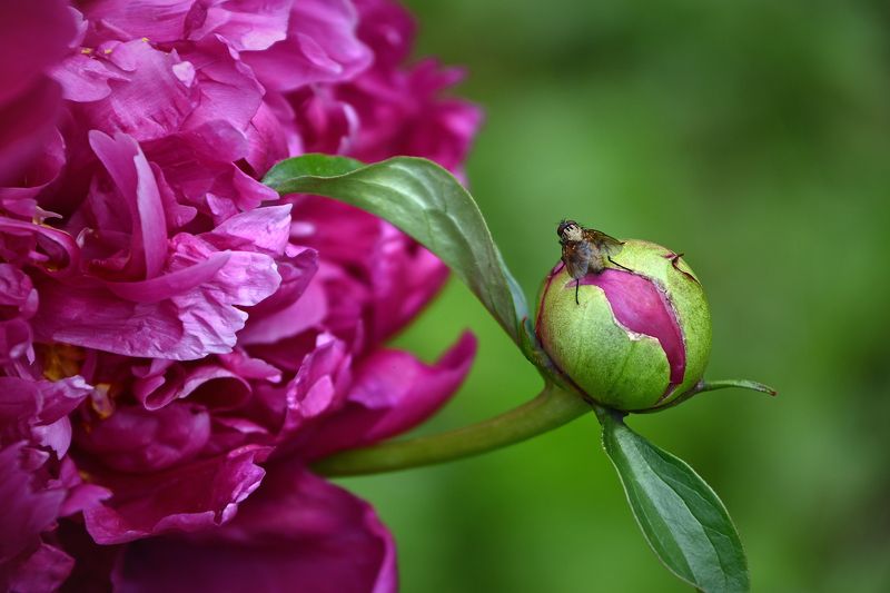 Кто цветочки любит фото превью
