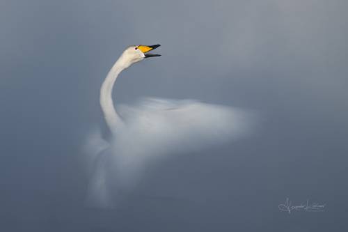 Алтайский цветок...