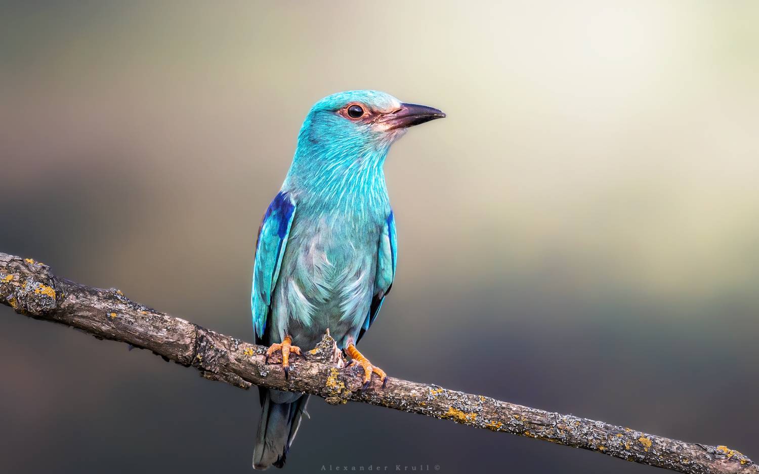 сизоворонка, обыкновенная сизоворонка, ракша, coracias garrulus, Круль Александр