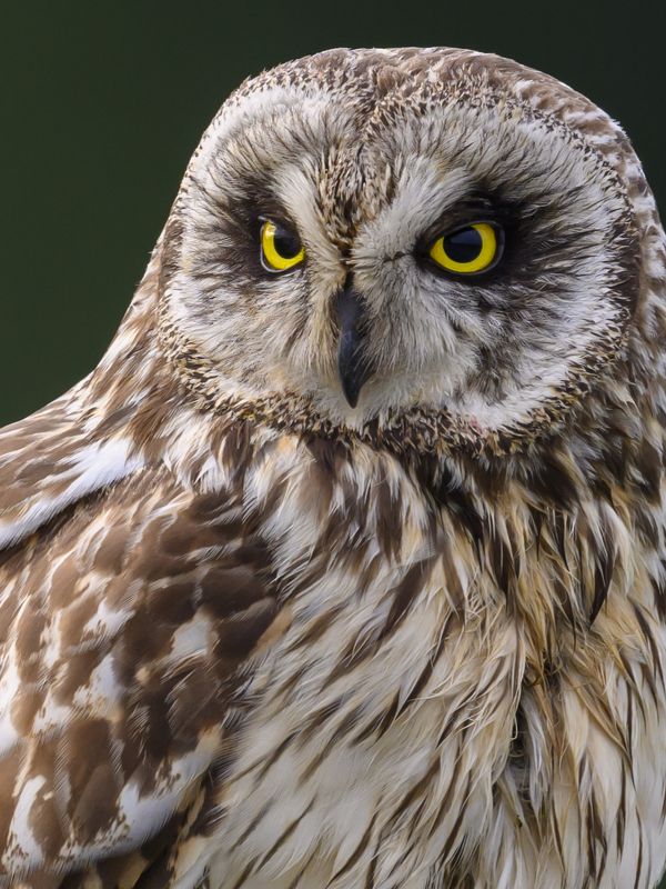 Портрет болотной совы фото превью