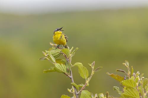 Трясогузка