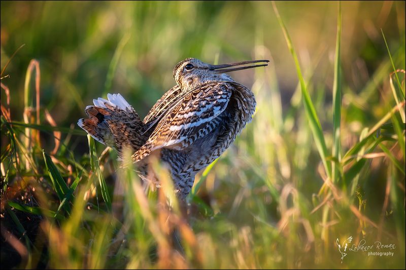 * * * фото превью