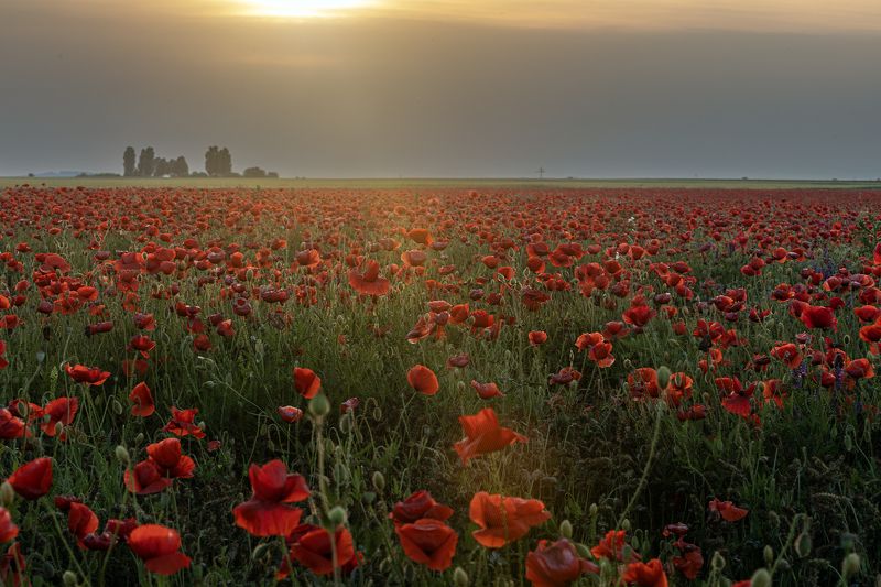 Poppy field during sunset фото превью