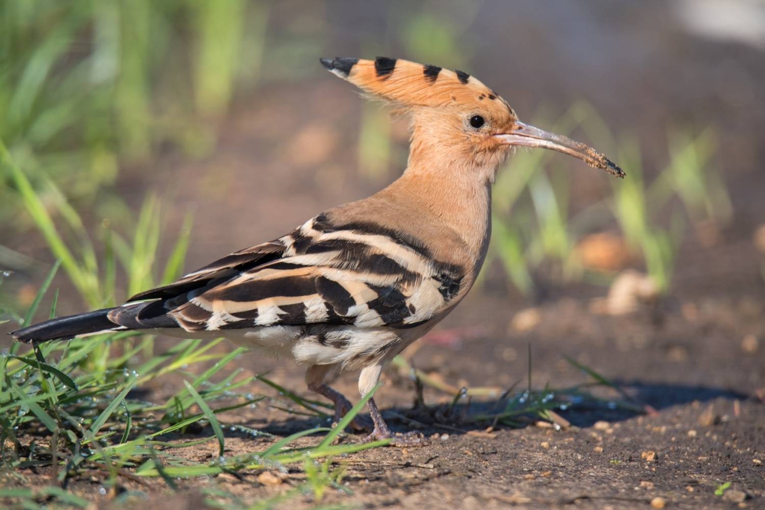 , Людмила Бекман