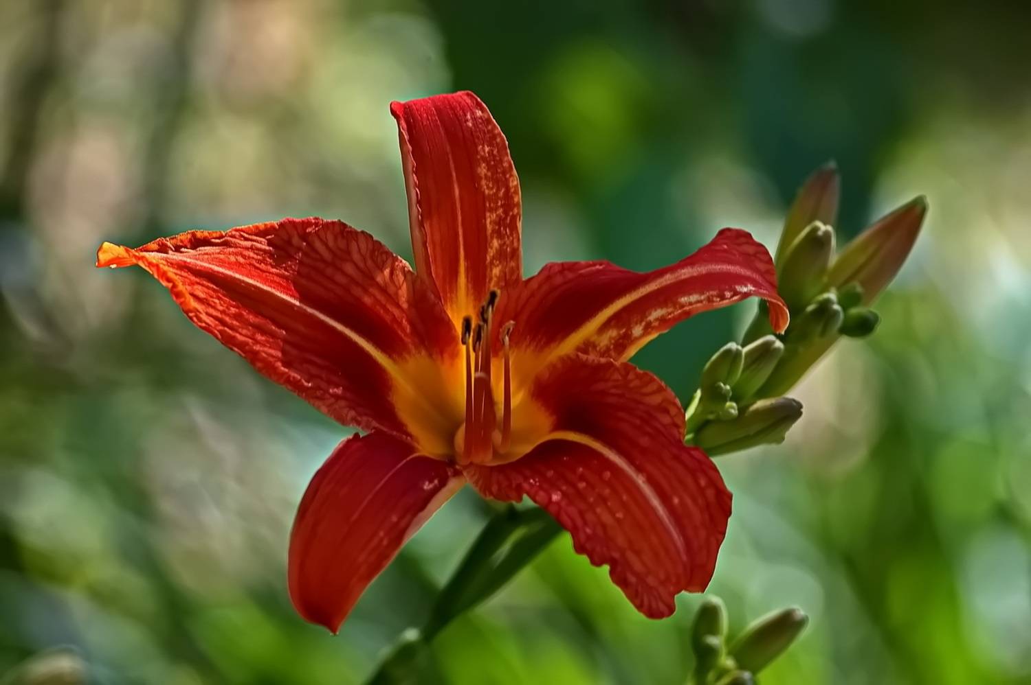 , Николаев Владимир