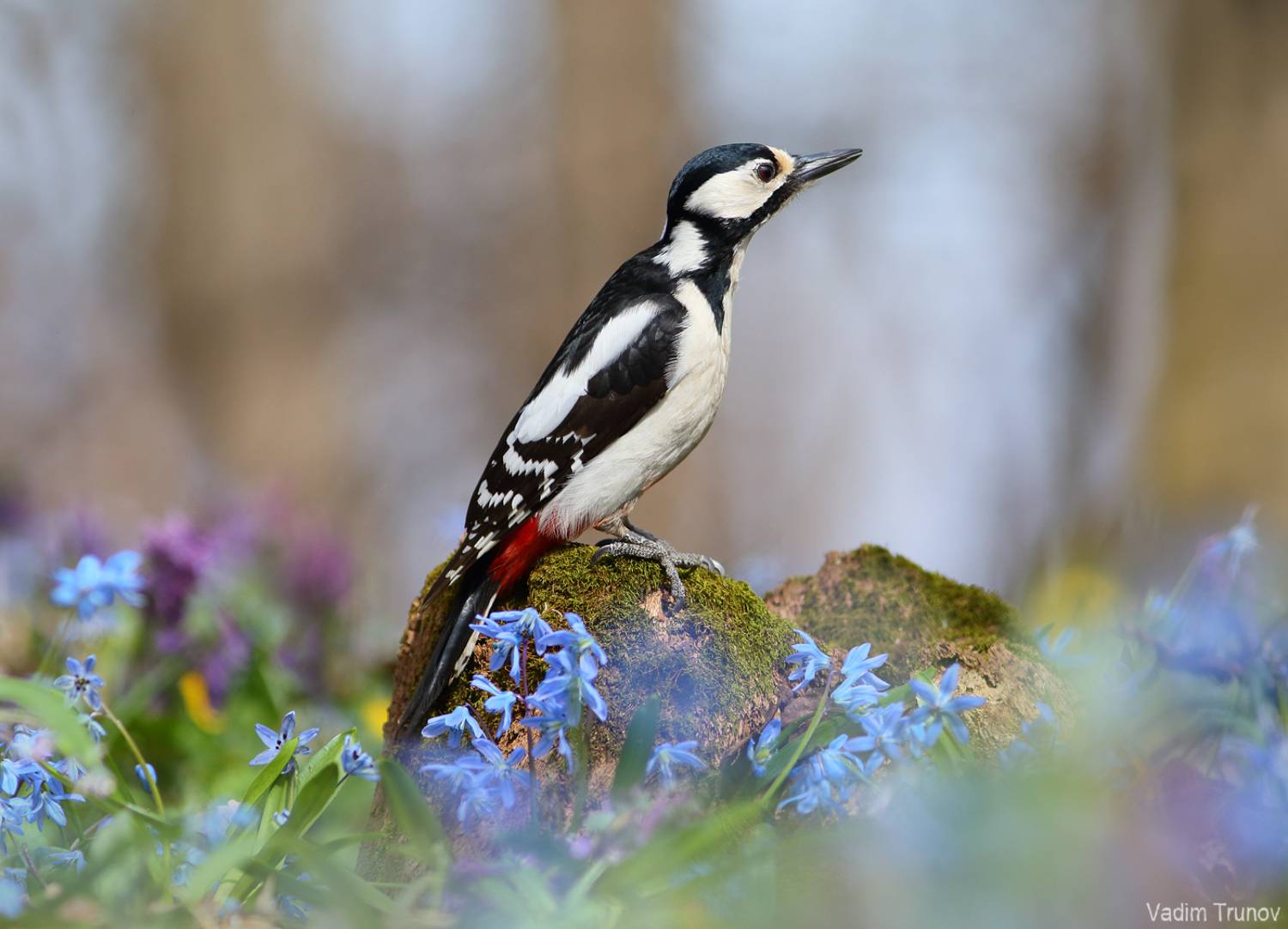 дятел, woodpecker, Вадим Трунов