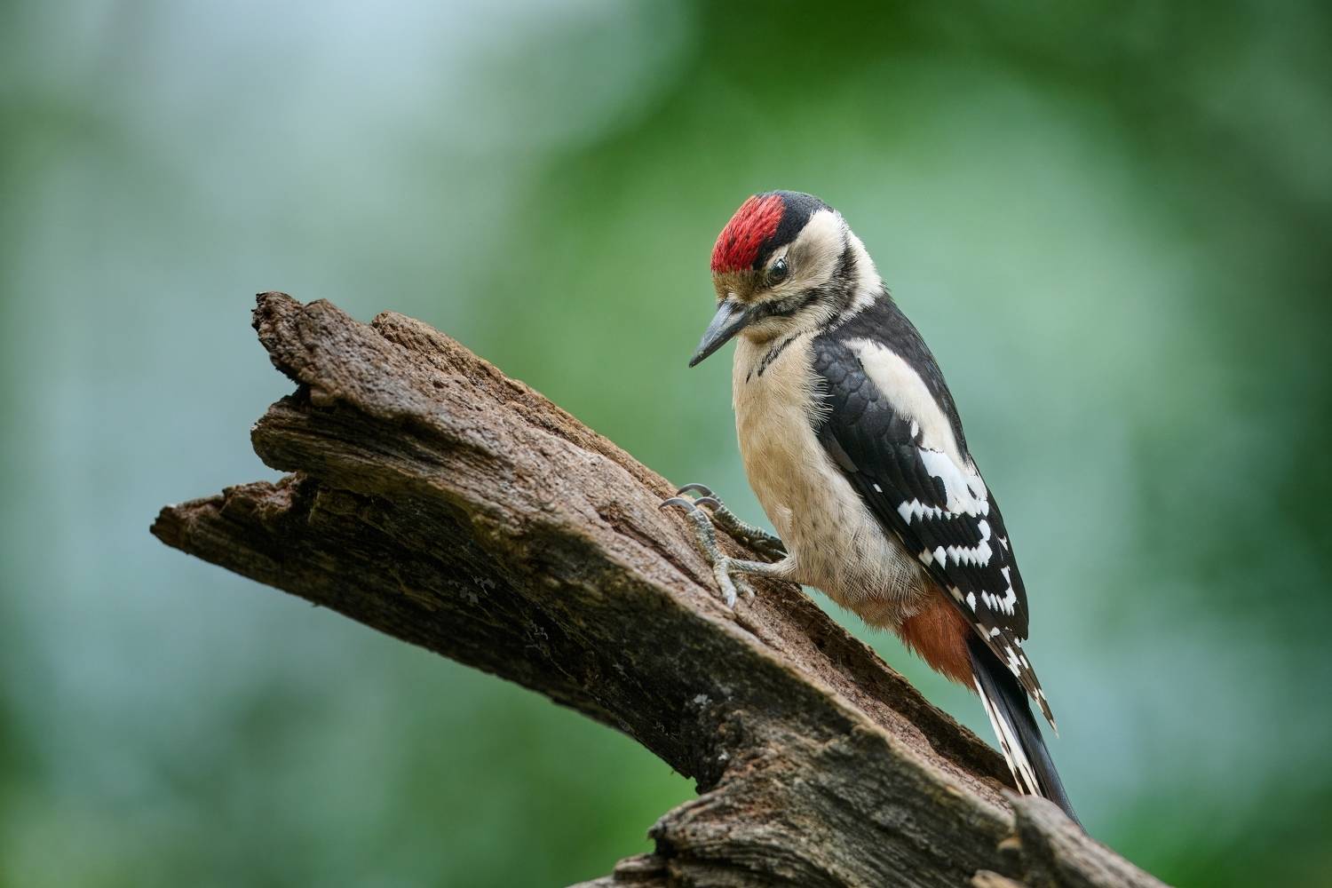bird, birds, nature, woodpecker, wild, wildlife,, Jiř&iacute; &Scaron;vestka