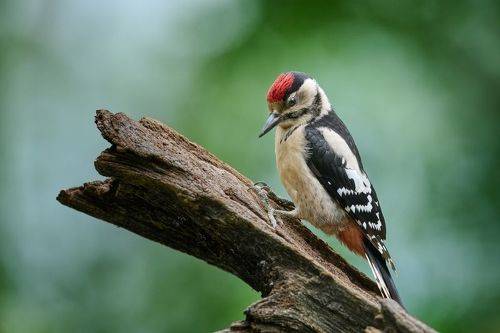 Woodpecker