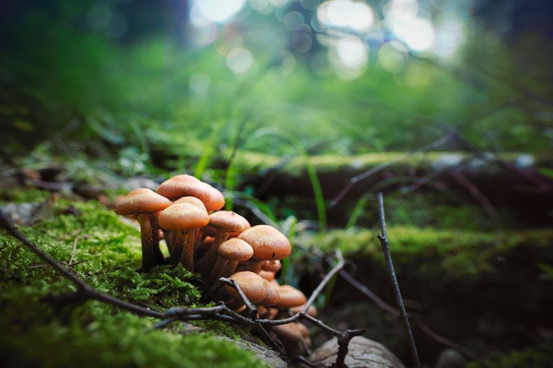 Грибы фото превью