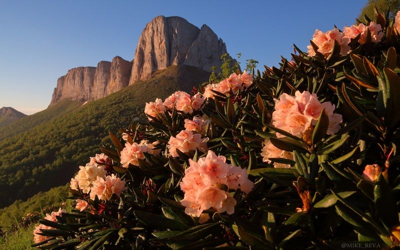 Цветущие предгорья III фото превью