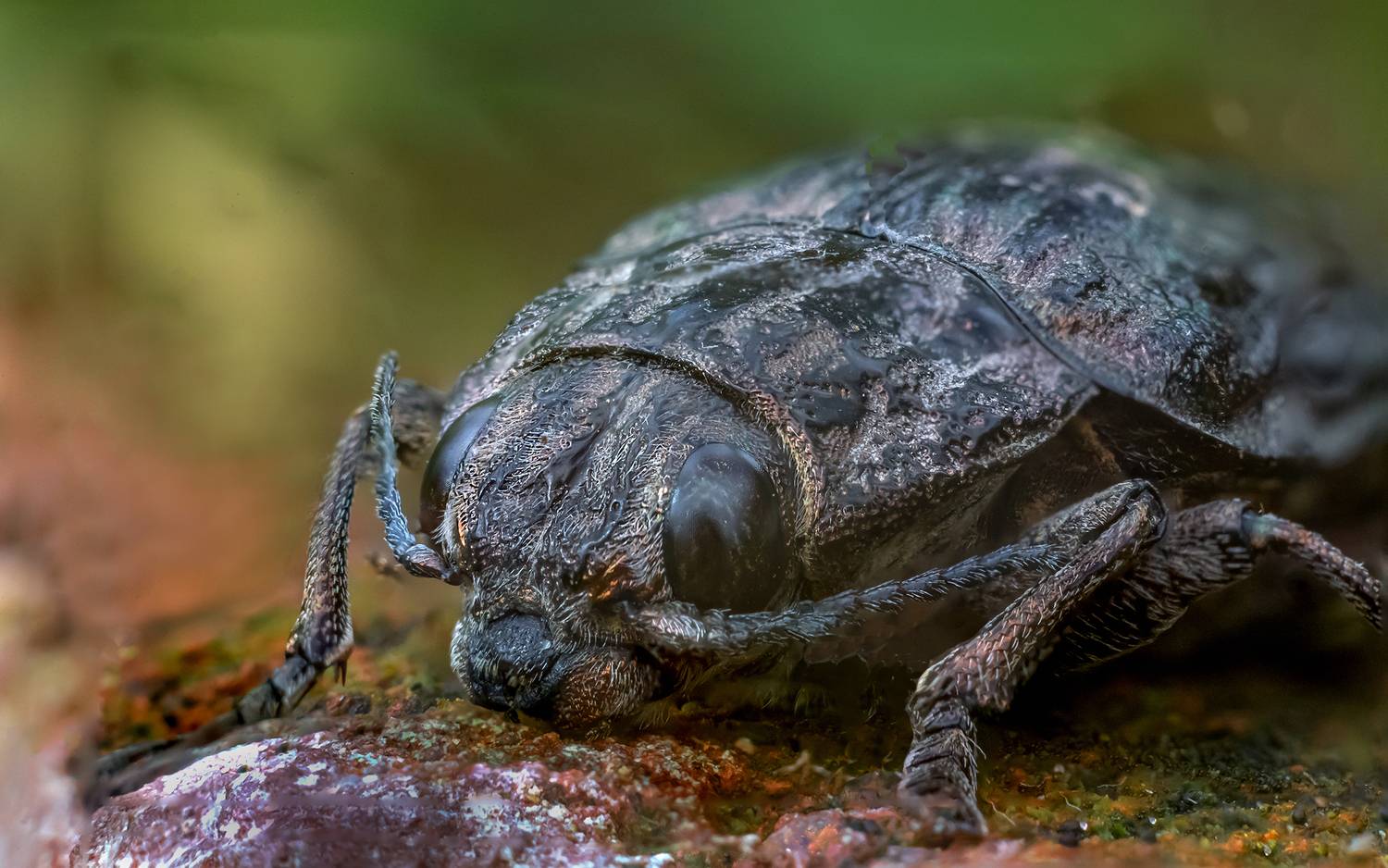 жук, портрет, Анкудинов Леонид