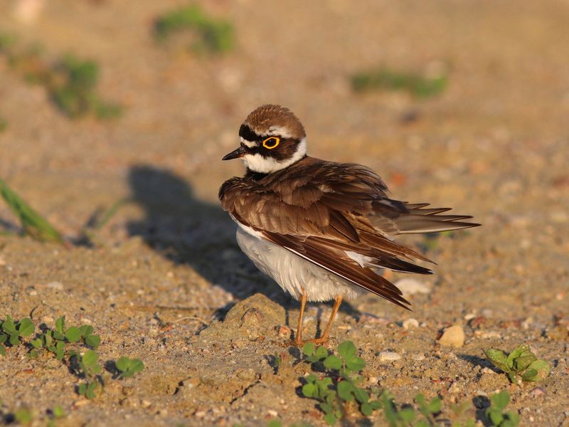 малый зуек, зуек, кулик, charadrius dubius, little ringed plover Зуек прихорашивается фото превью