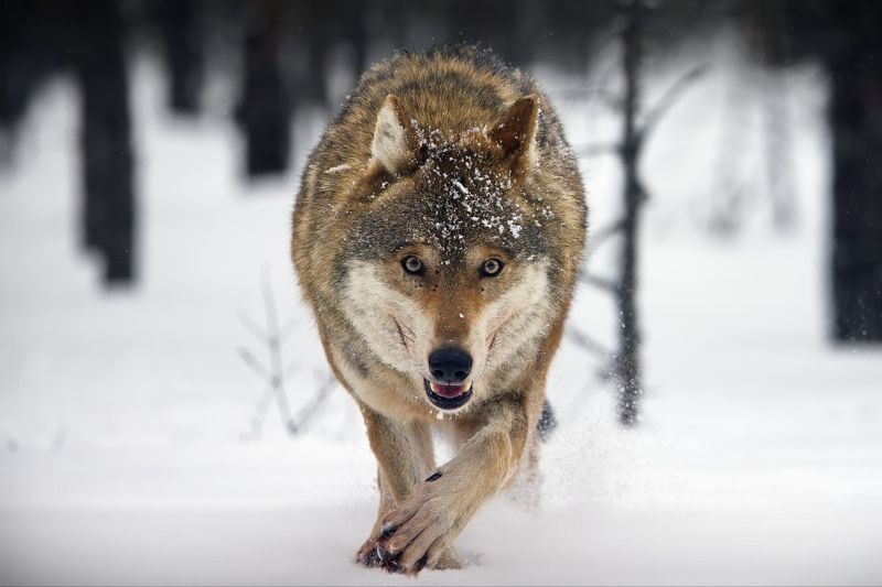 Придет серенький волчок. И ухватит за бочок... фото превью