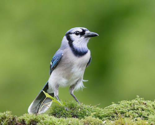 Blue Jay - Голубая сойка
