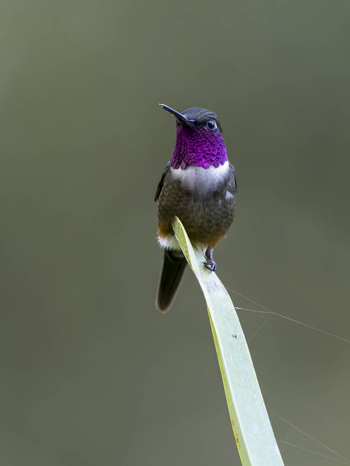 , Burgalin Sequeira Fernando