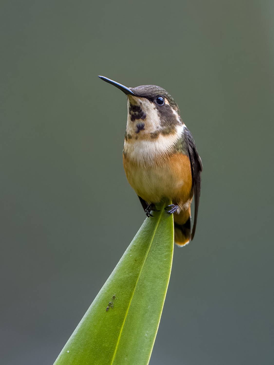 , Burgalin Sequeira Fernando