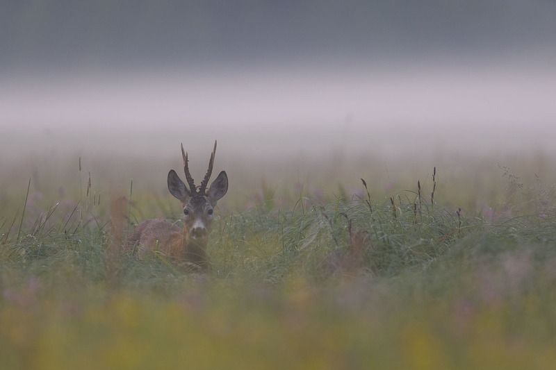 ssaki,las,natura,fauna,przyroda Kozioł  фото превью