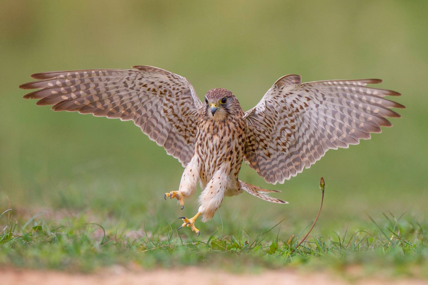 Common kestrel . Автор: David Manusevich , David Manusevich