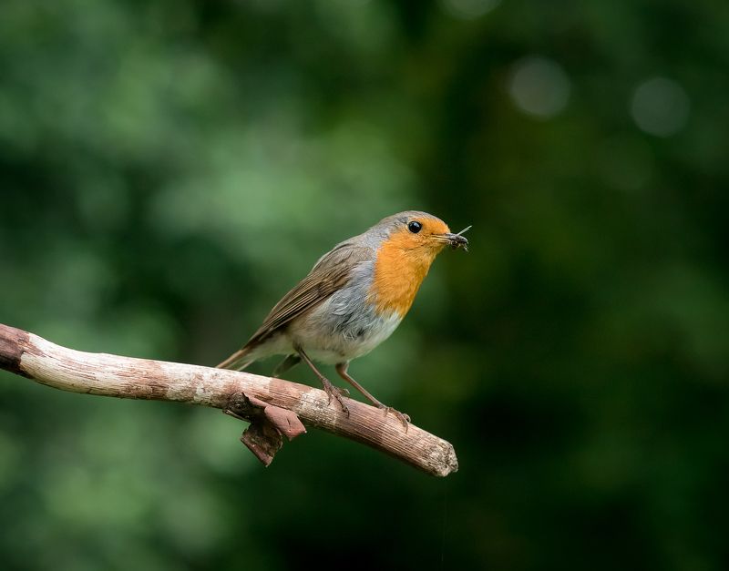 зарянка, малиновка, птицы, birds, wildlife, robin Зарянка фото превью