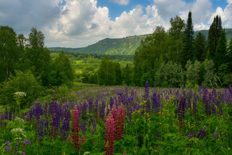 Царство люпинов фото превью