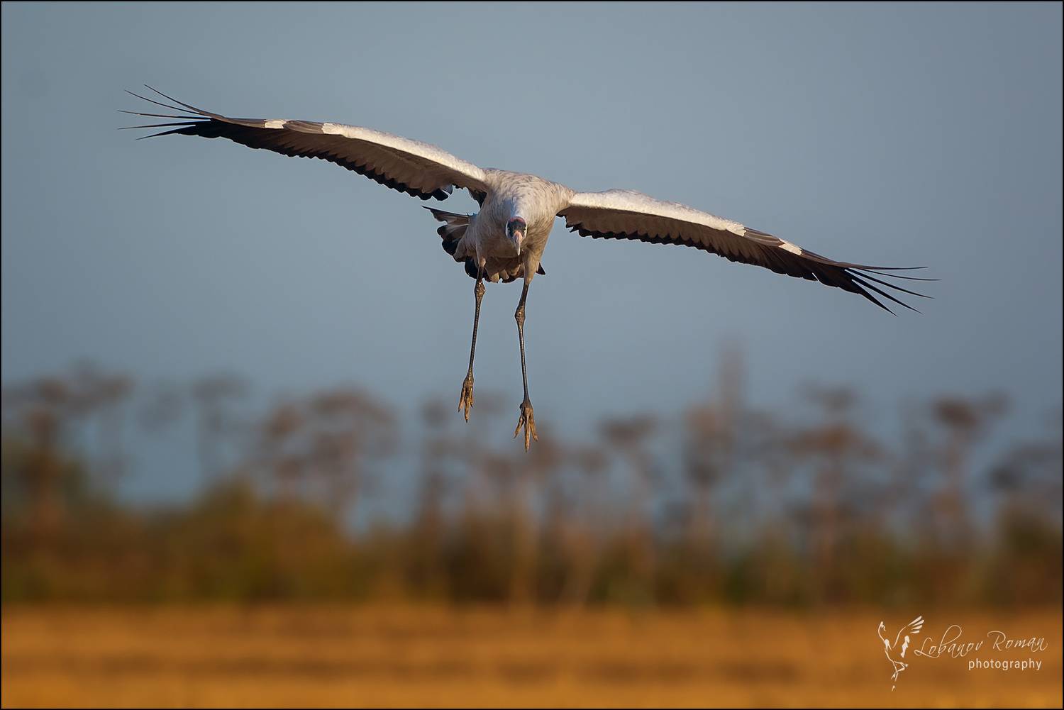 , Лобанов Роман