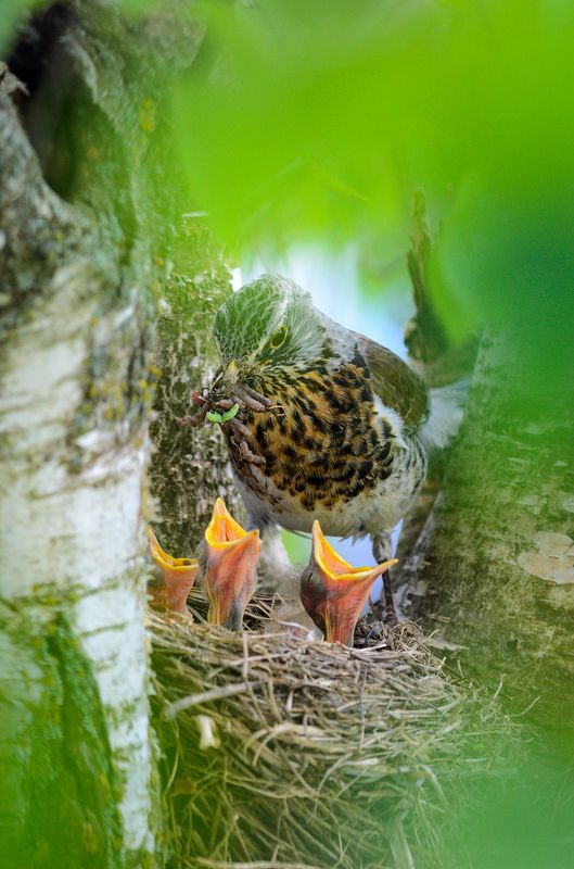 #дрозд #рябинник Обед фото превью