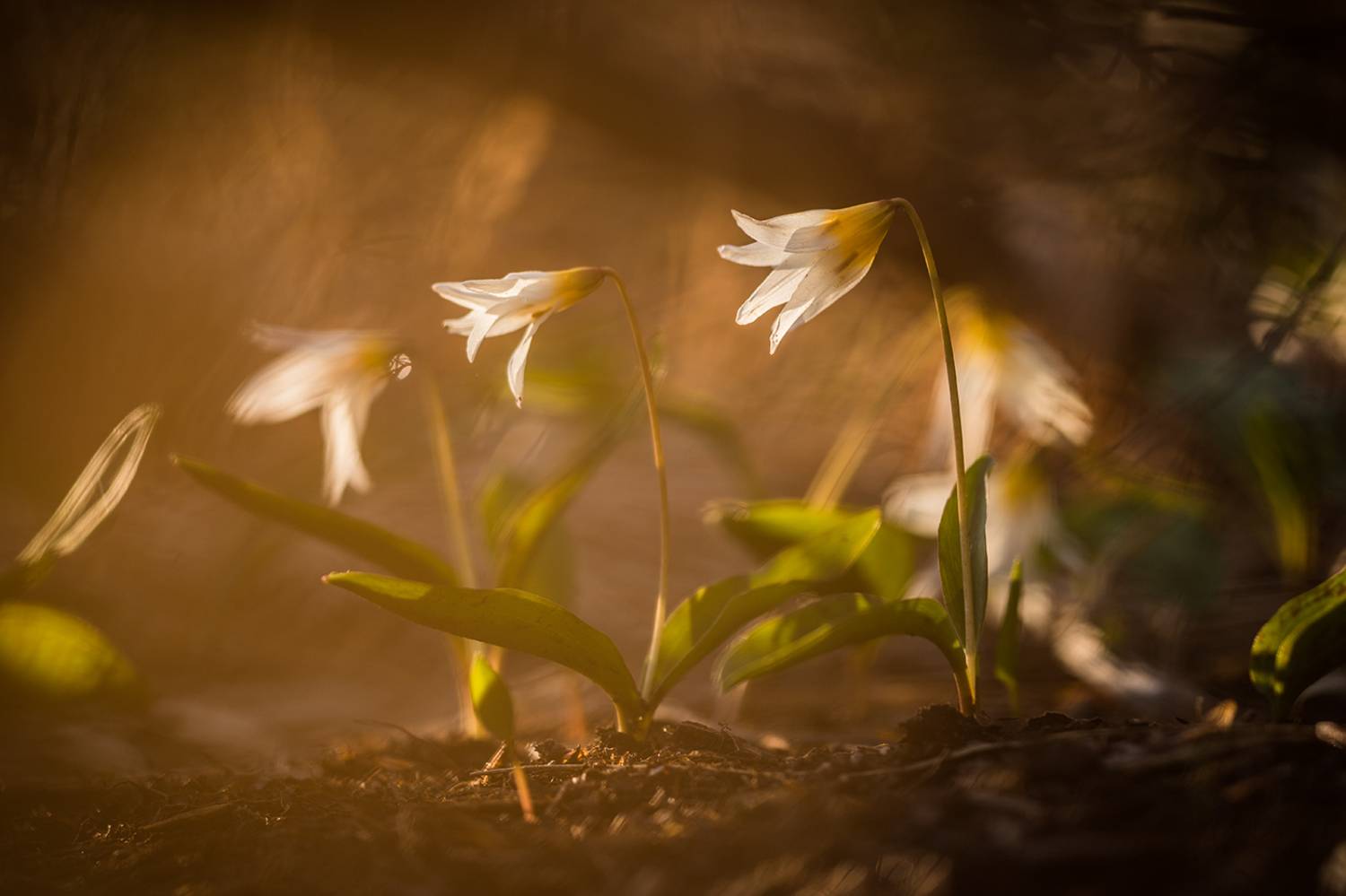 , Илья Михеев