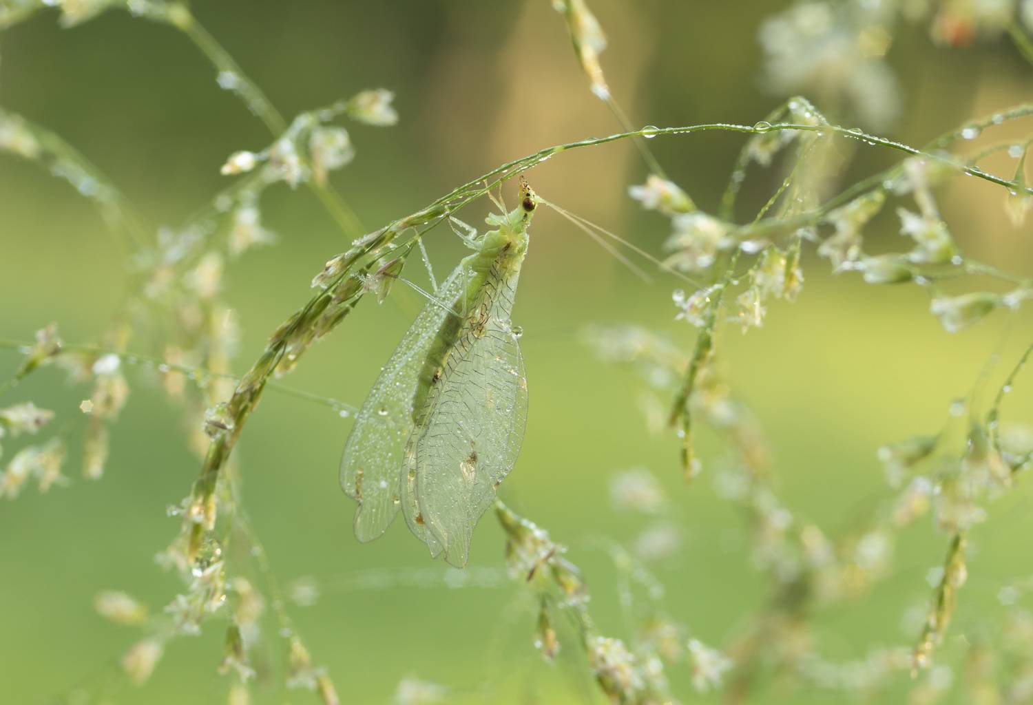 , Ольга Бонина