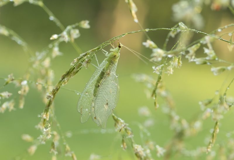 Златоглазка фото превью