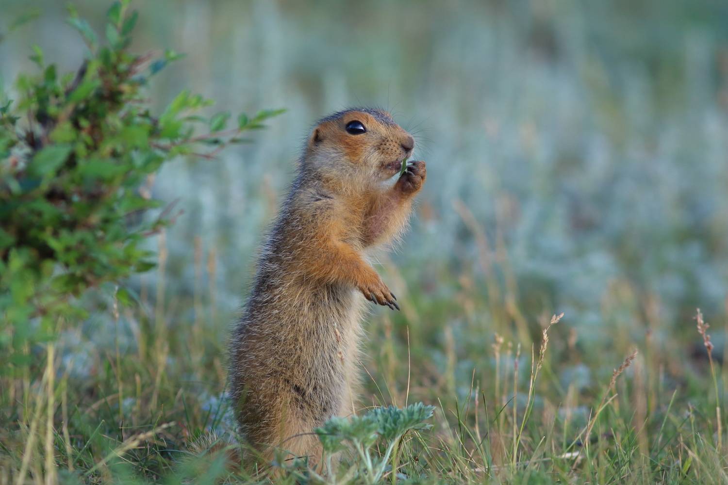 природа, животные, звери, млекопитающие, суслик, лето, Владимир Шебаршенко
