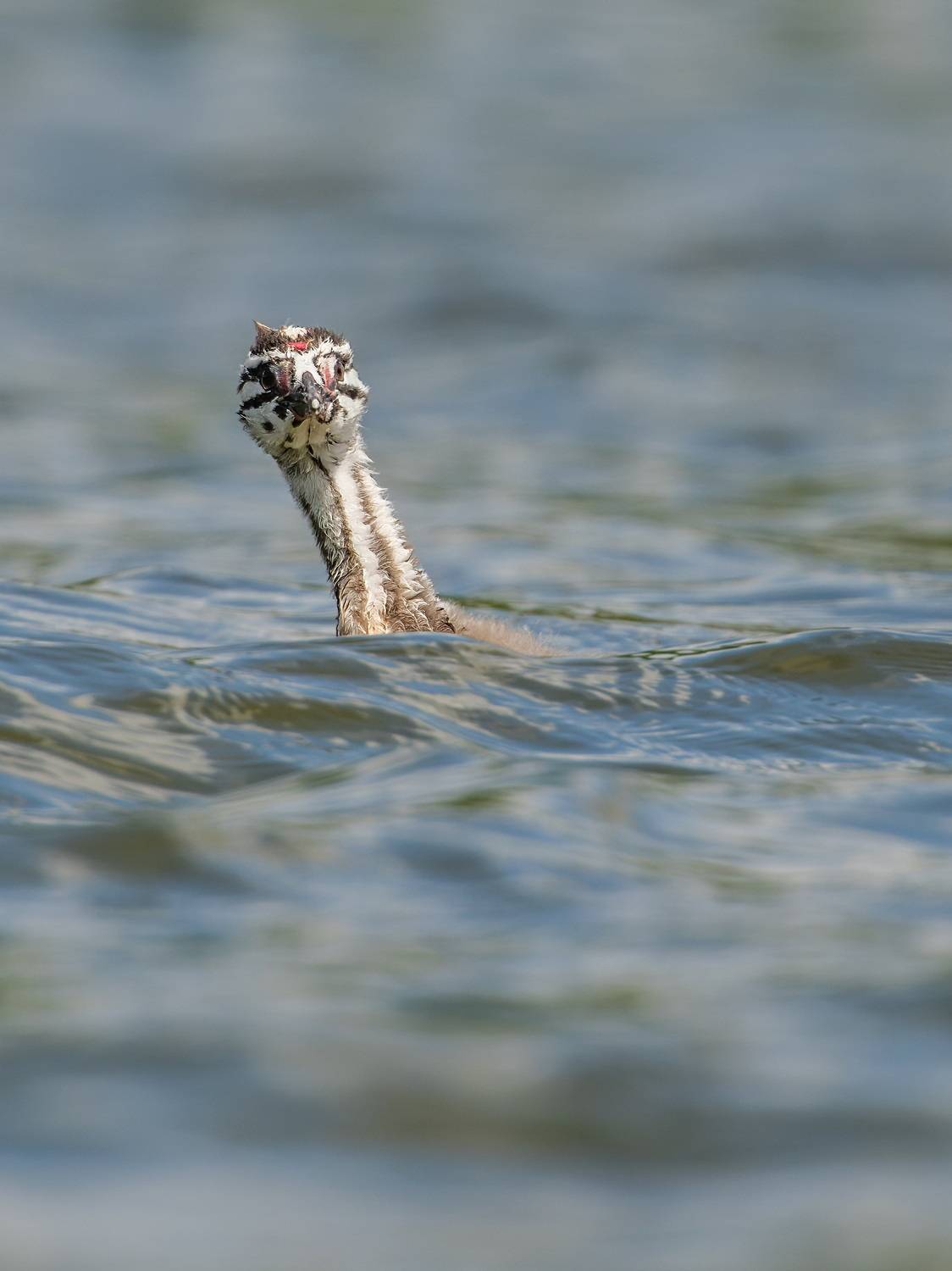 , Дэм Константин