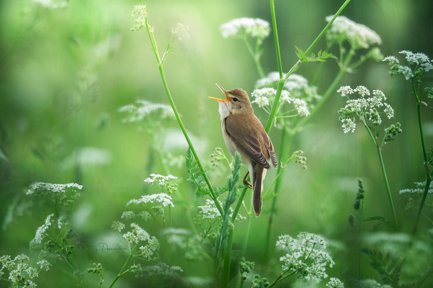 природа, лес, поля, огороды, животные, птицы, макро, Посевич Дмитрий